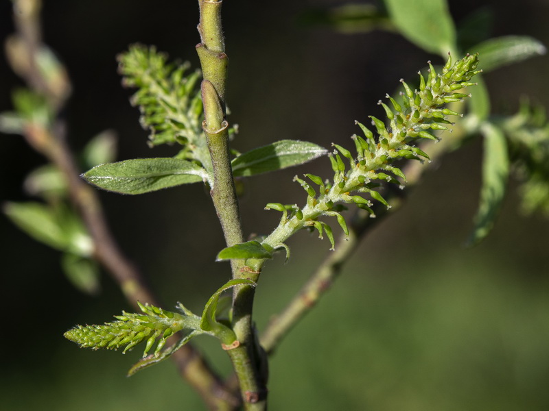 Salix pedicellata.10