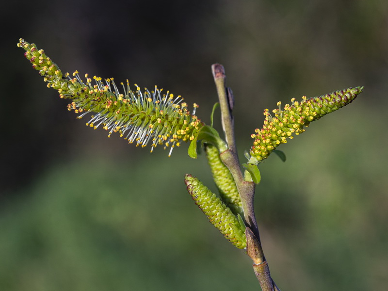 Salix pedicellata.14