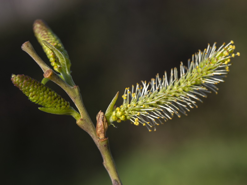 Salix pedicellata.17