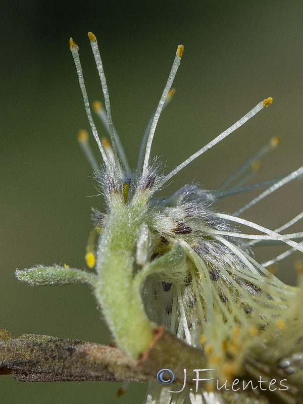 Salix pedicellata.25