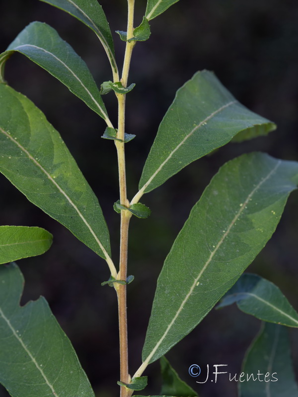 Salix pedicellata.26