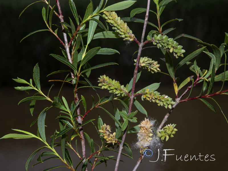 Salix purpurea.02