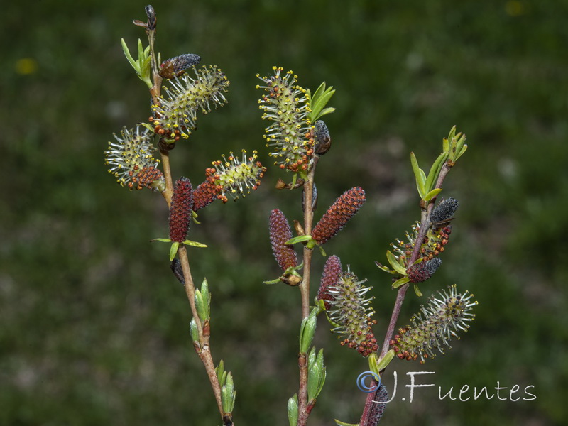 Salix purpurea.03