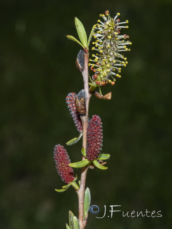 Salix purpurea.04