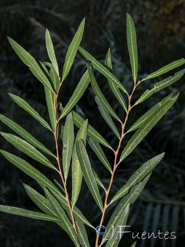 Salix purpurea.09
