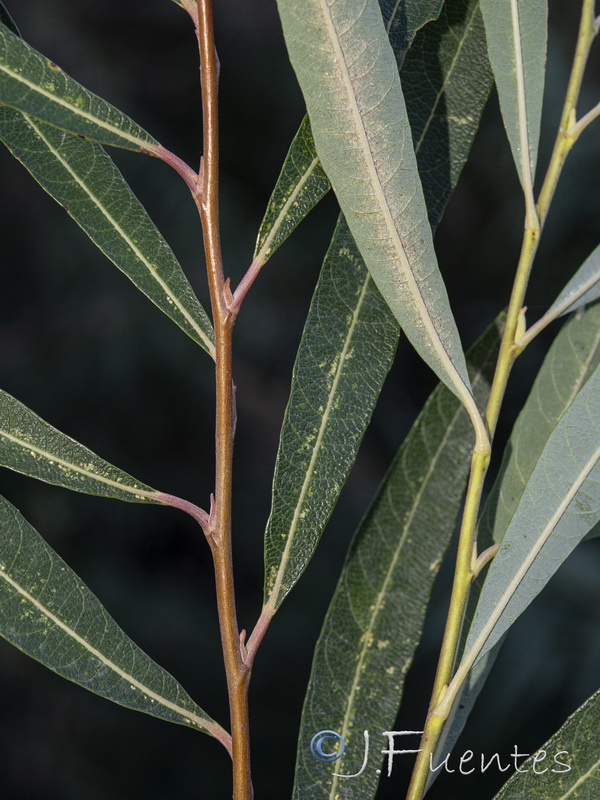 Salix purpurea.10