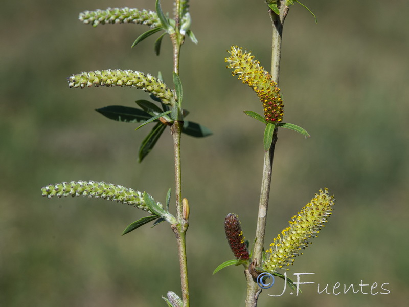 Salix purpurea.13