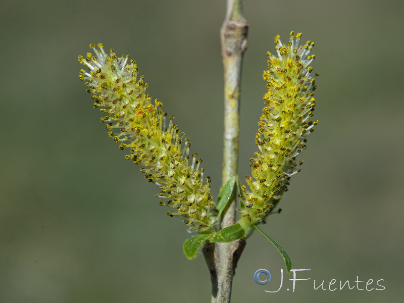 Salix purpurea.06