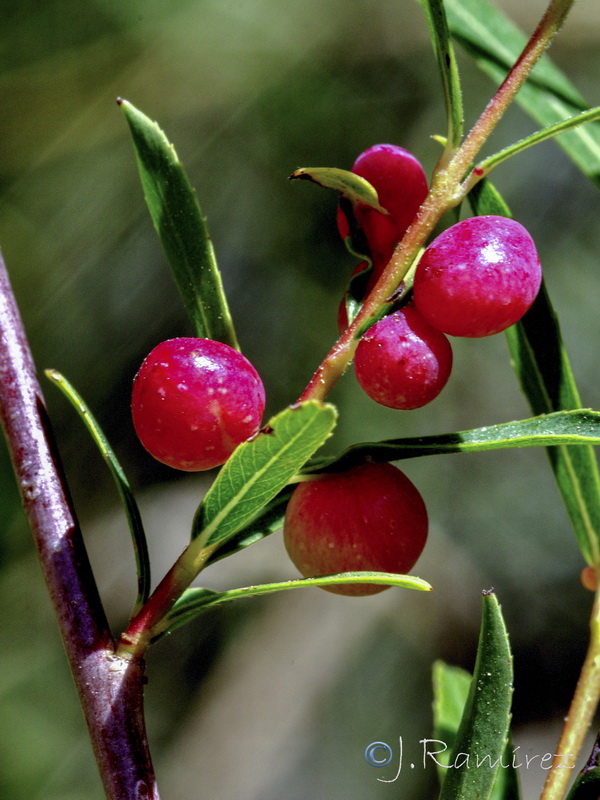 Salix purpurea.16