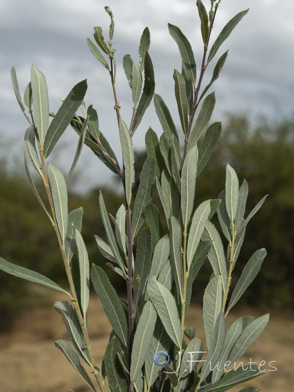 Salix salviifolia.01