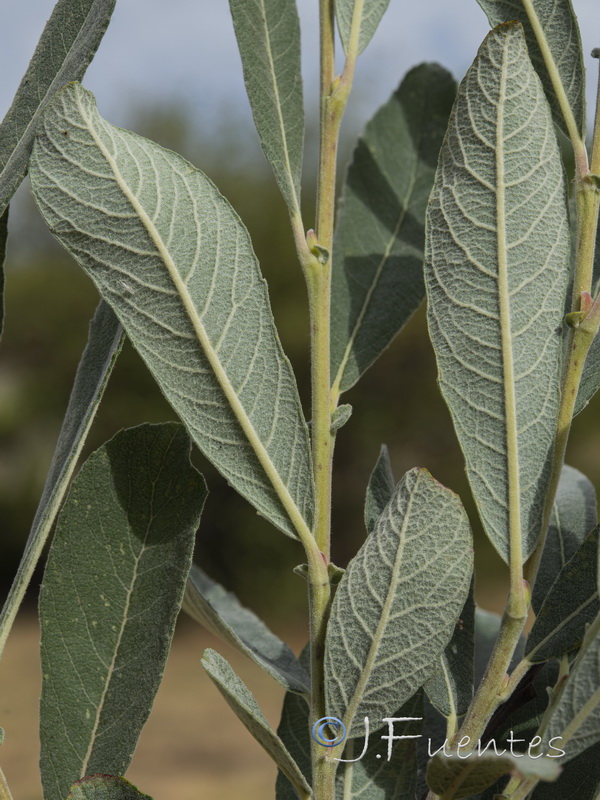 Salix salviifolia.03