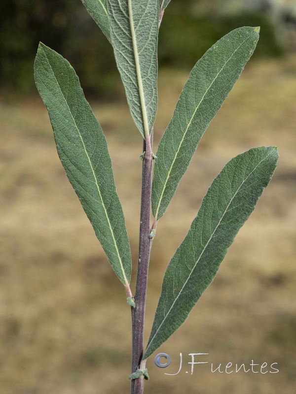 Salix salviifolia.04