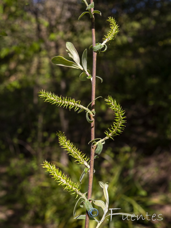 Salix salviiifolia.06