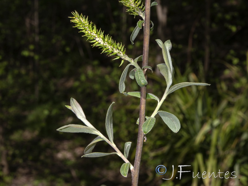 Salix salviiifolia.07