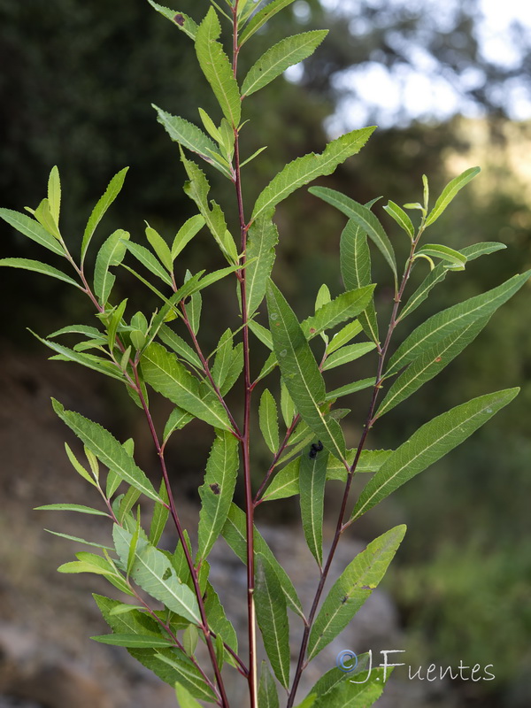 Salix triandra01