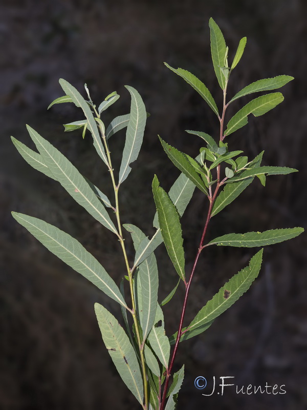 Salix triandra02