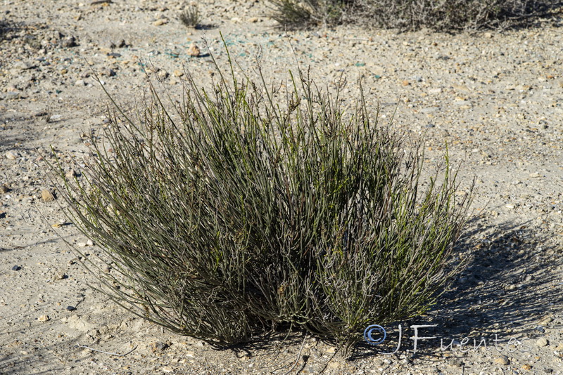 Salsola genistoides.01