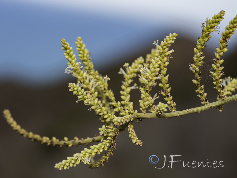 Salsola genistoides.03