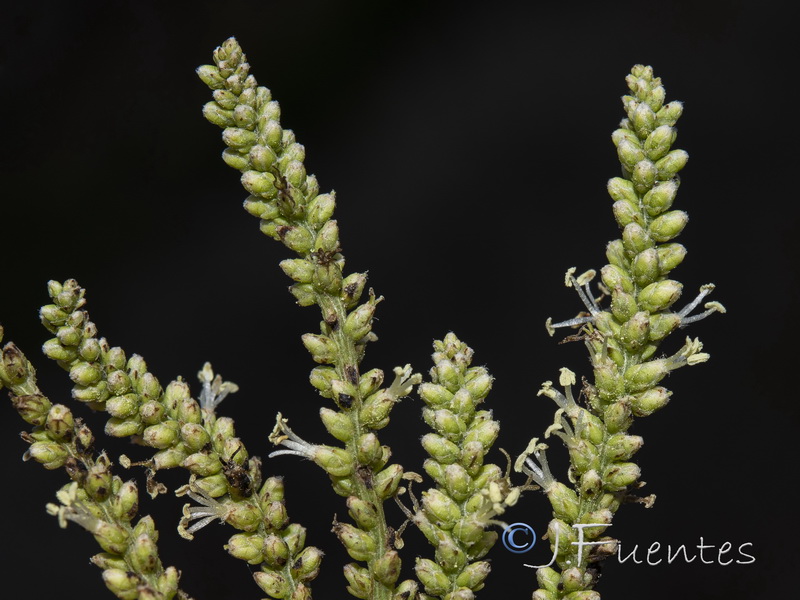 Salsola genistoides.05