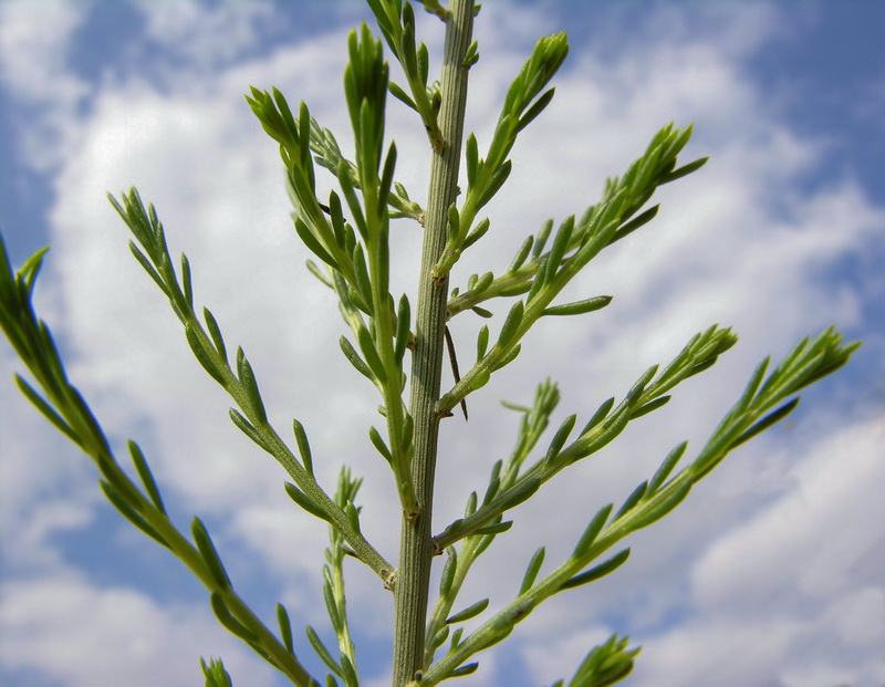 Salsola genistoides.08