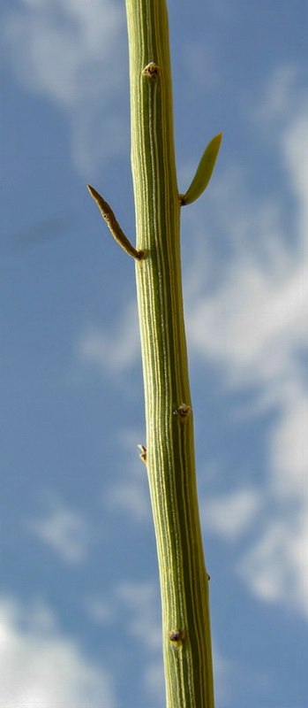 Salsola genistoides.10