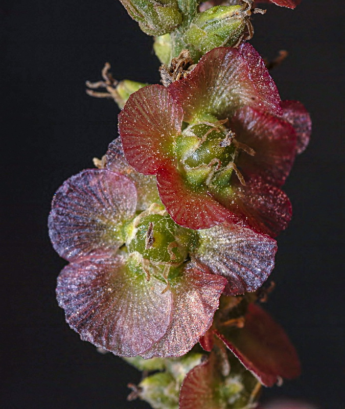 Salsola genistoides.23