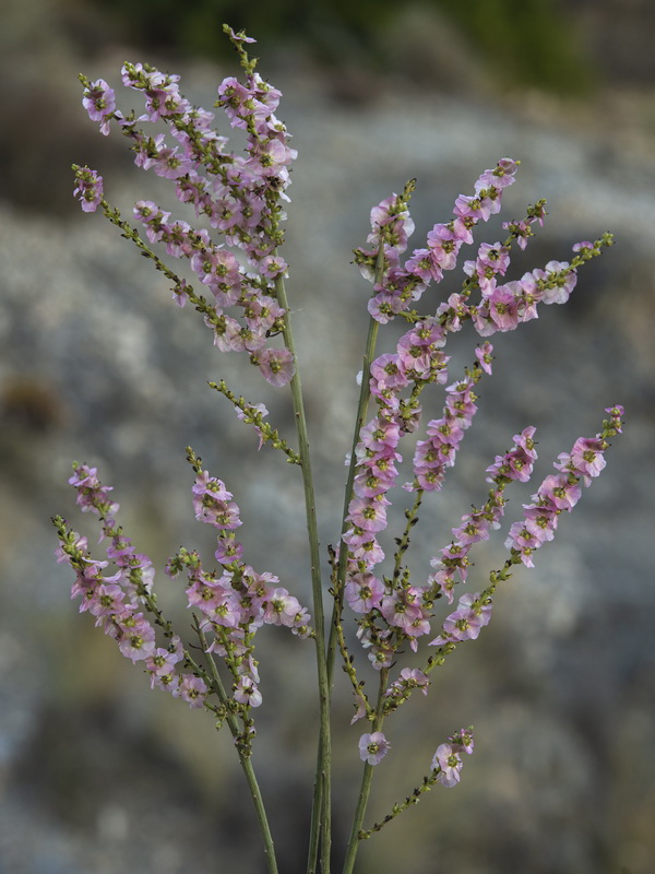 Salsola genistoides.26