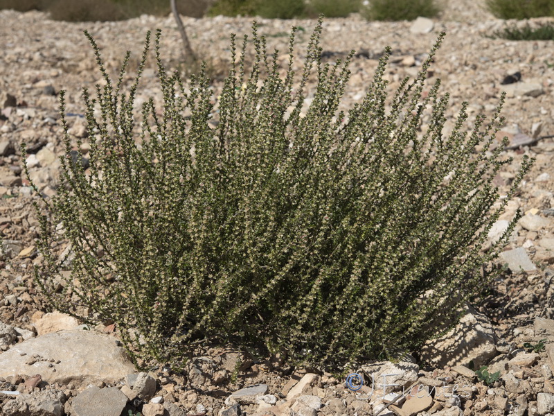 Salsola kali.39