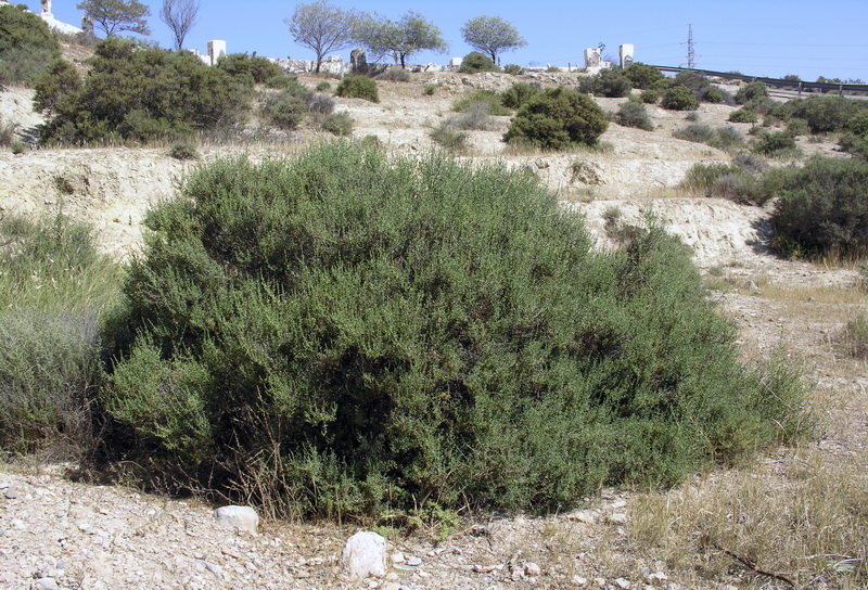 Salsola oppositifoila.01