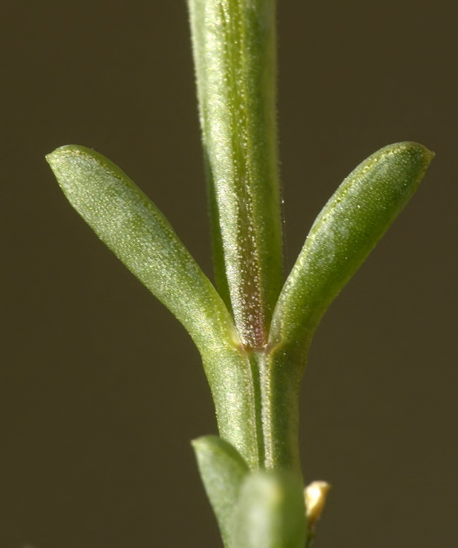 Salsola oppositifoila.05