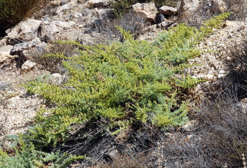 Salsola papilosa.01
