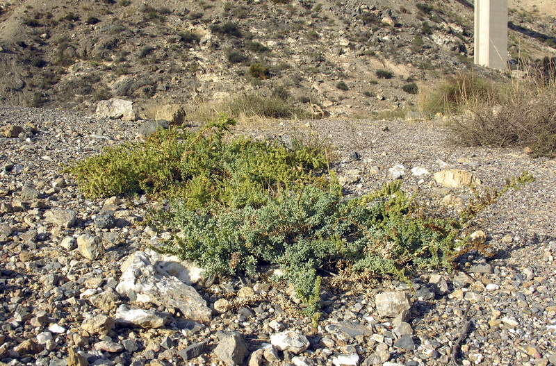 Salsola papilosa.02