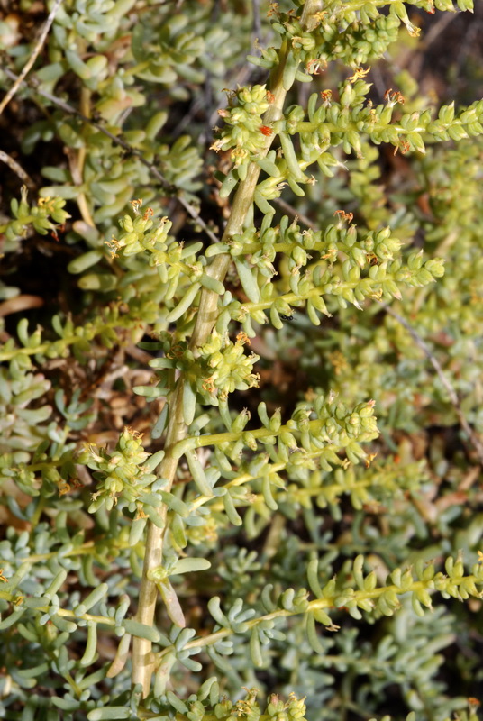 Salsola papilosa.04