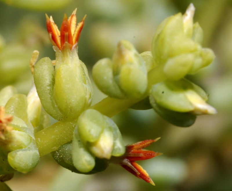 Salsola papilosa.09