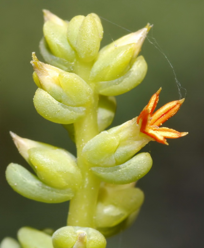 Salsola papilosa.12