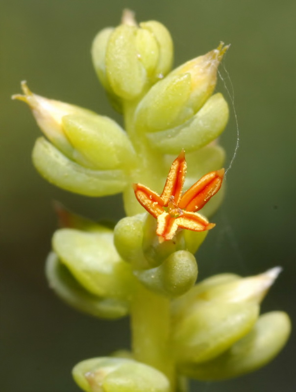 Salsola papilosa.13
