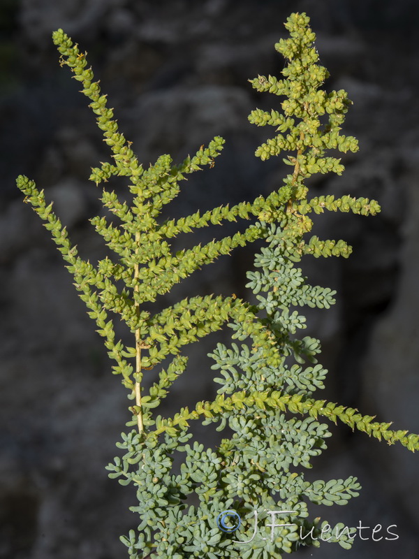 Salsola papilosa.20