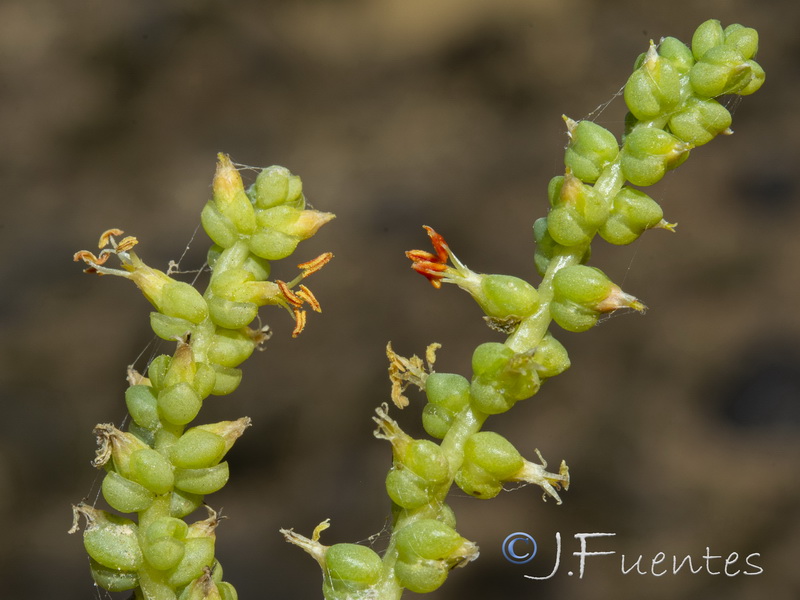 Salsola papilosa.21
