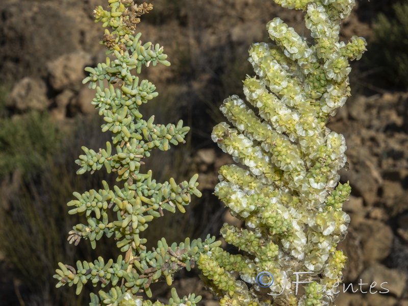 Salsola papilosa.08