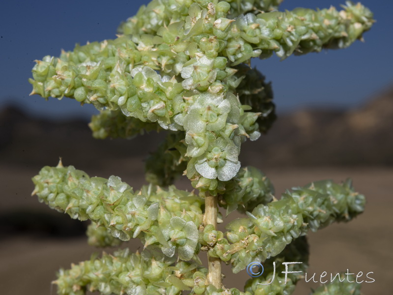 Salsola papilosa.07