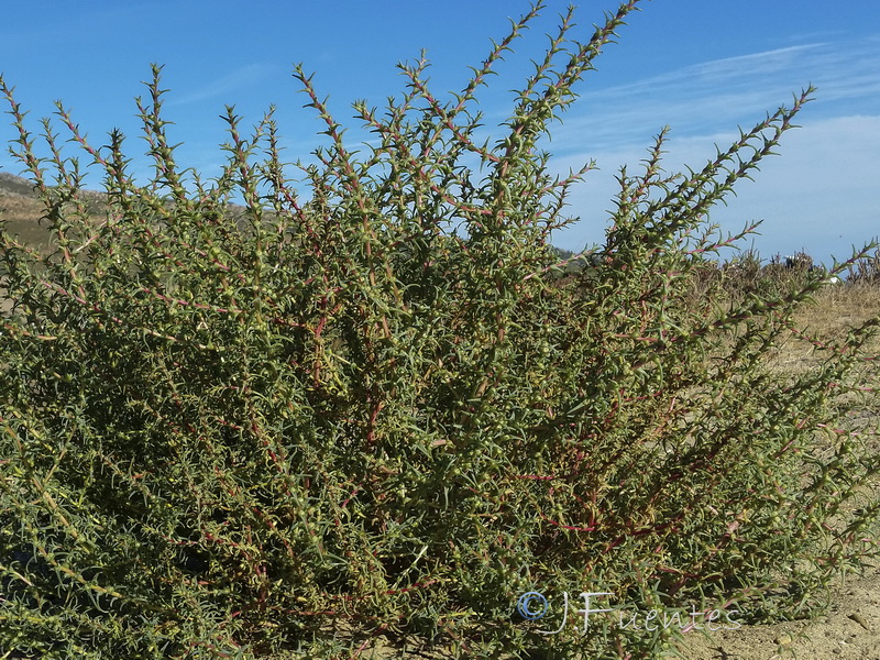 Salsola soda.04