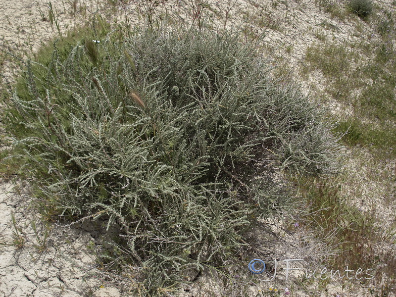 Salsola vermiculata.01