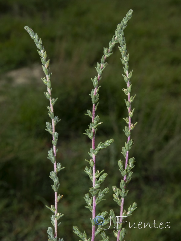 Salsola vermiculata.02