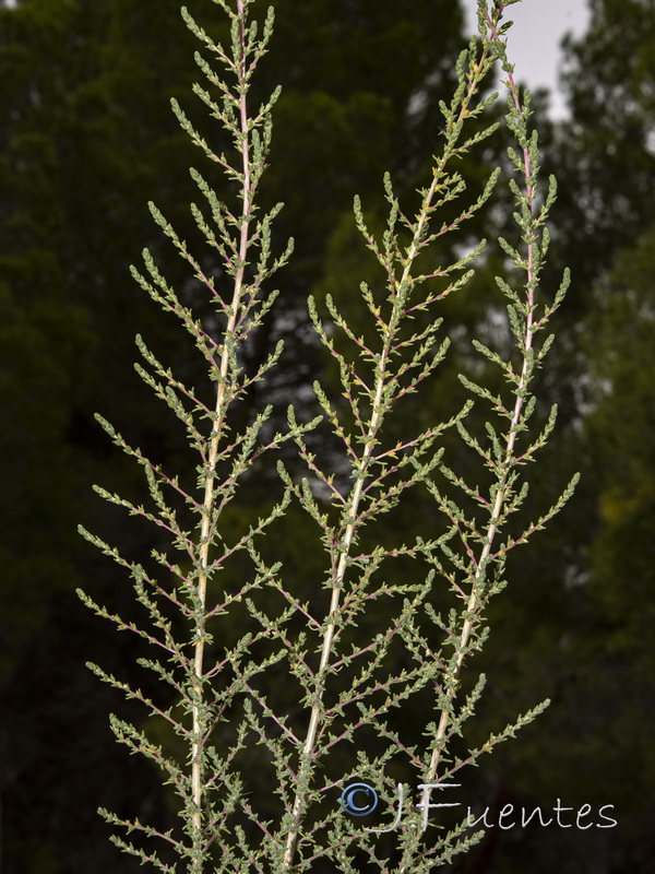 Salsola vermiculata.03