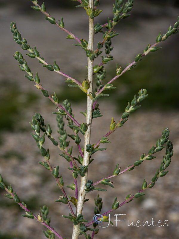 Salsola vermiculata.04