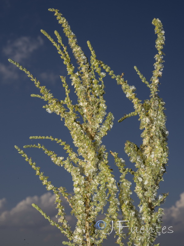 Salsola vermiculata.06