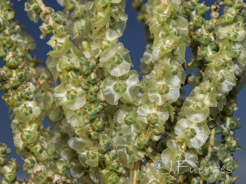 Salsola vermiculata.08