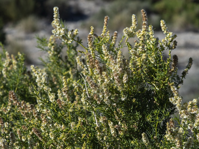 Salsola webbii.01