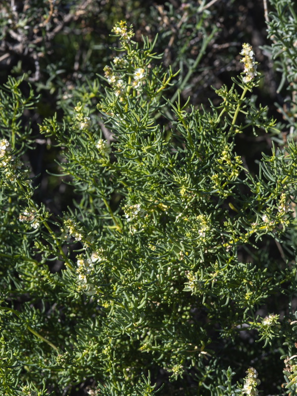 Salsola webbii.02