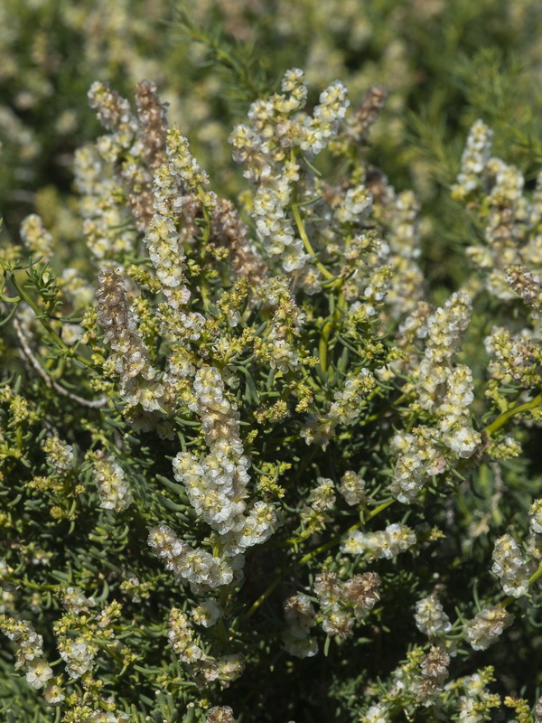 Salsola webbii.03